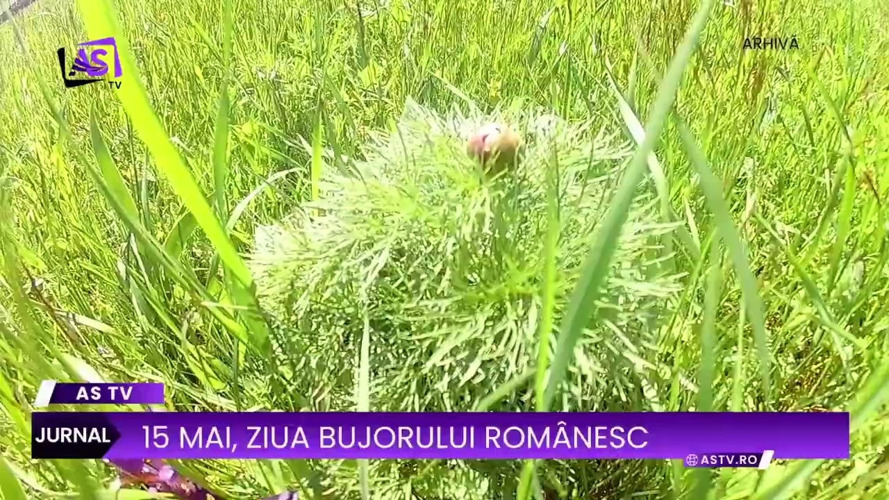 15 MAI, ZIUA BUJORULUI ROMÂNESC