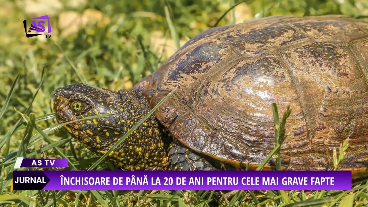 Pedepse mai aspre pentru infracțiunile de mediu
