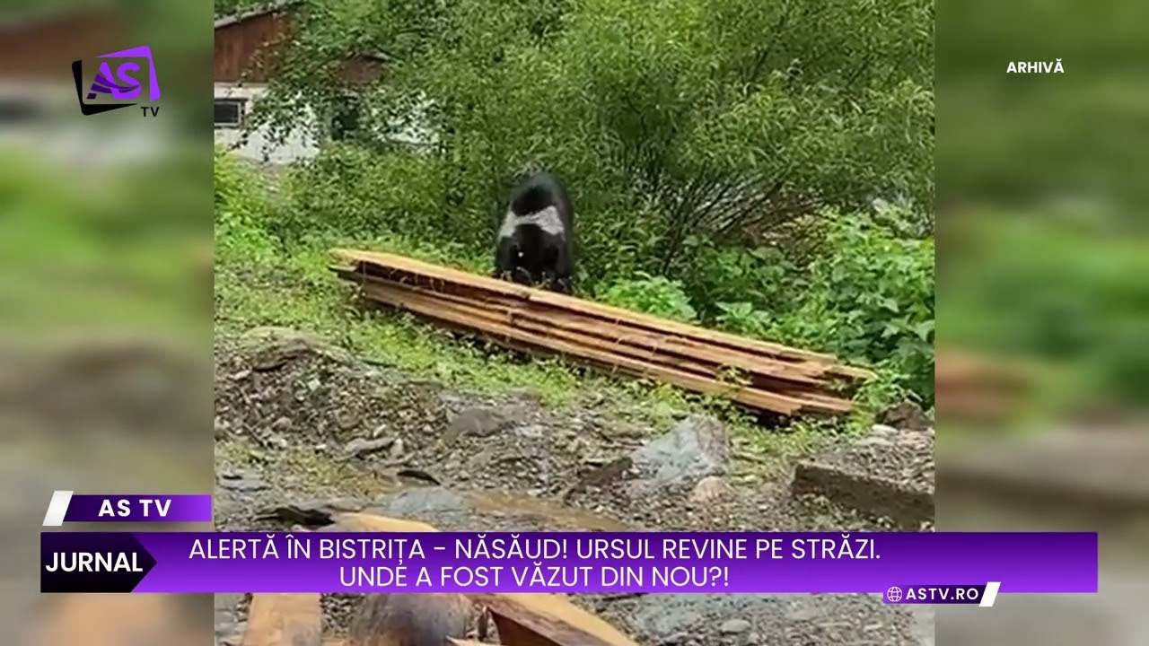 Alertă în Bistrița! Ursul continuă să apară pe străzile din Bistrița. Unde a fost văzut din nou?!