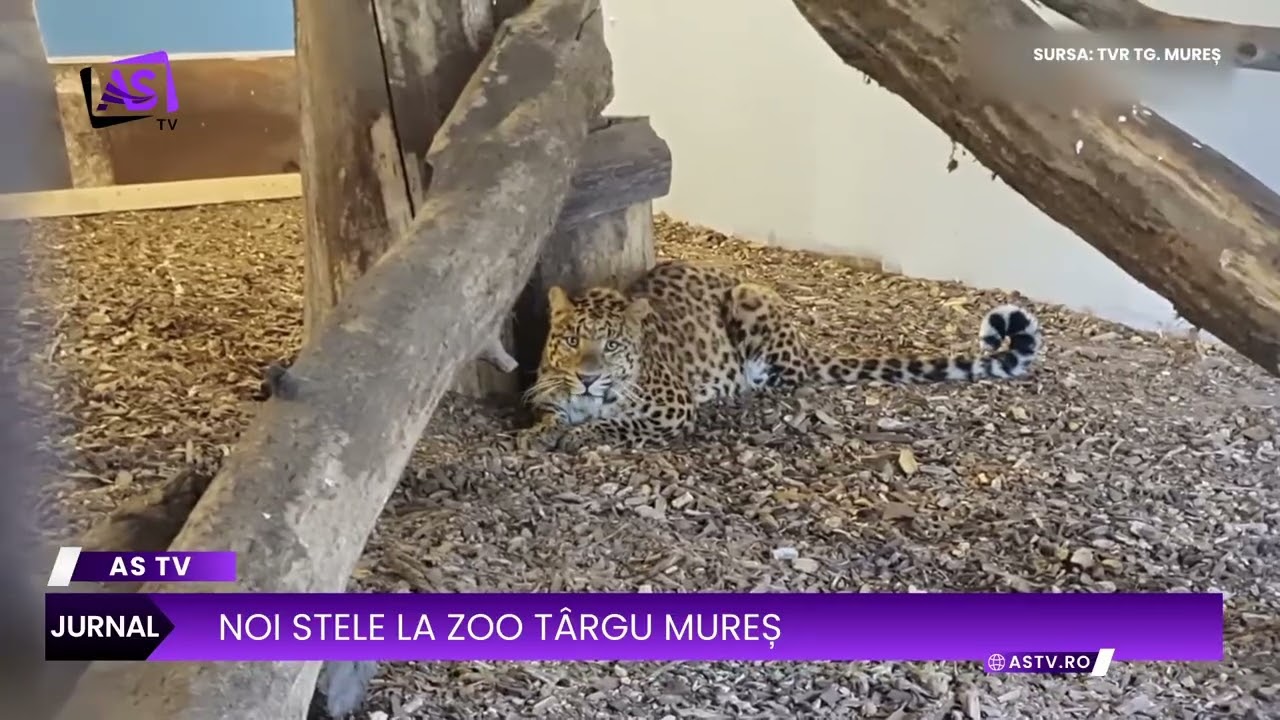 Noi stele la Zoo Târgu Mureș