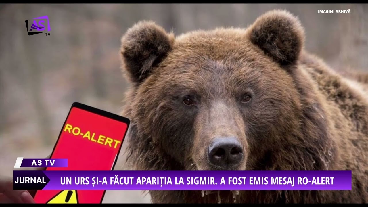 Un urs și-a făcut apariția la Sigmir. A fost emis mesaj Ro-Alert