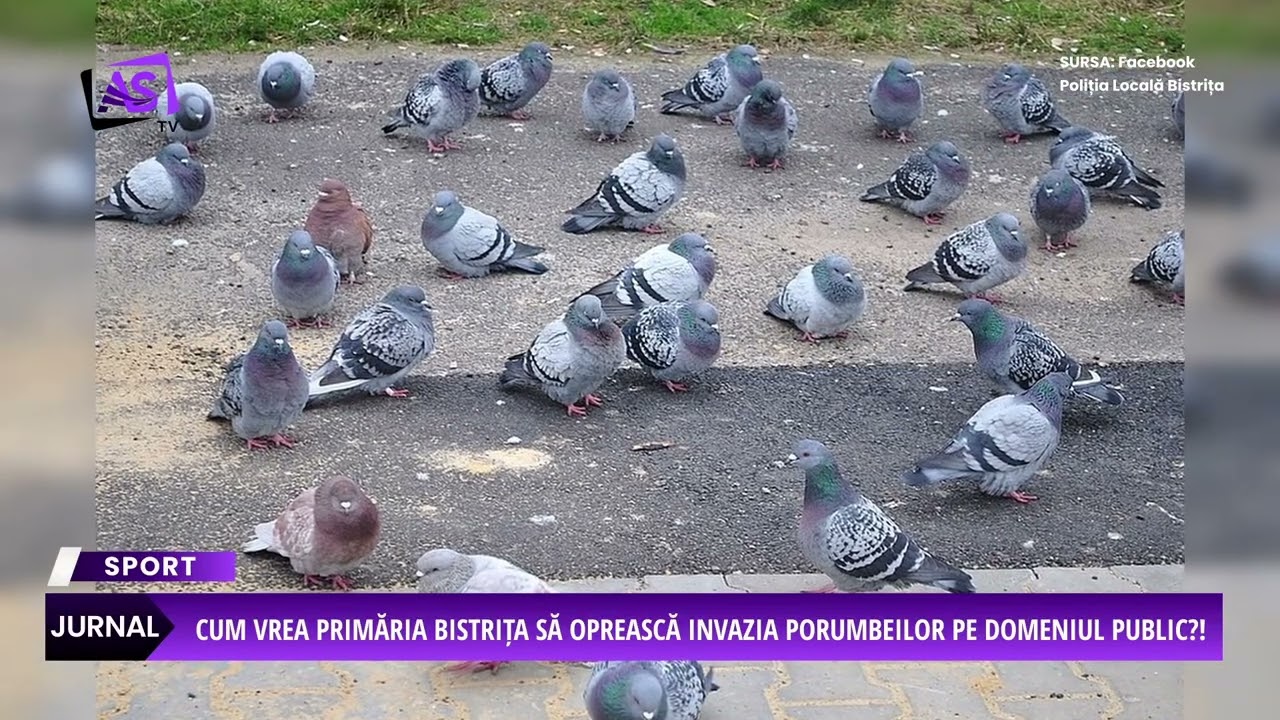 Cum vrea Primăria Bistrița să oprească invazia porumbeilor pe domeniul public?!