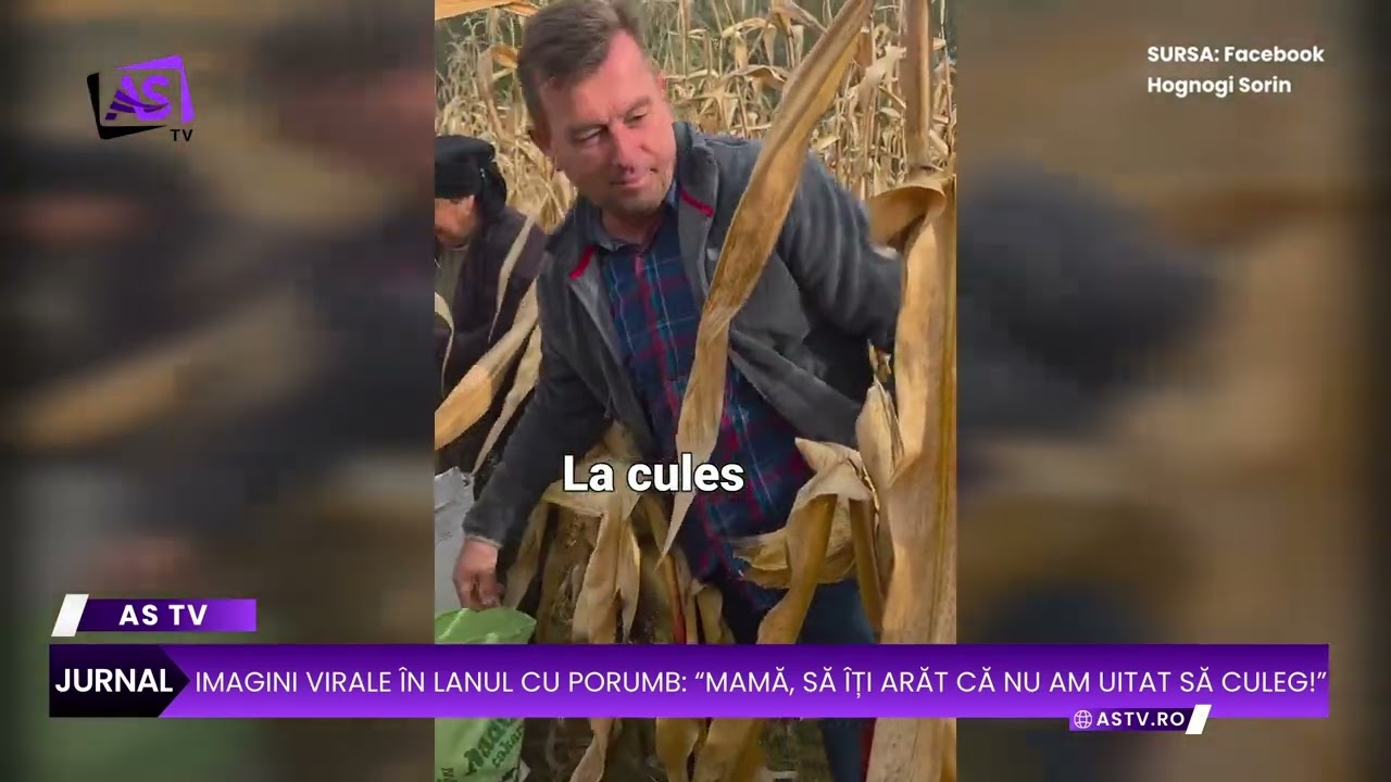 Imagini virale în lanul cu porumb: “Mamă, să îți arăt că nu am uitat să culeg!”
