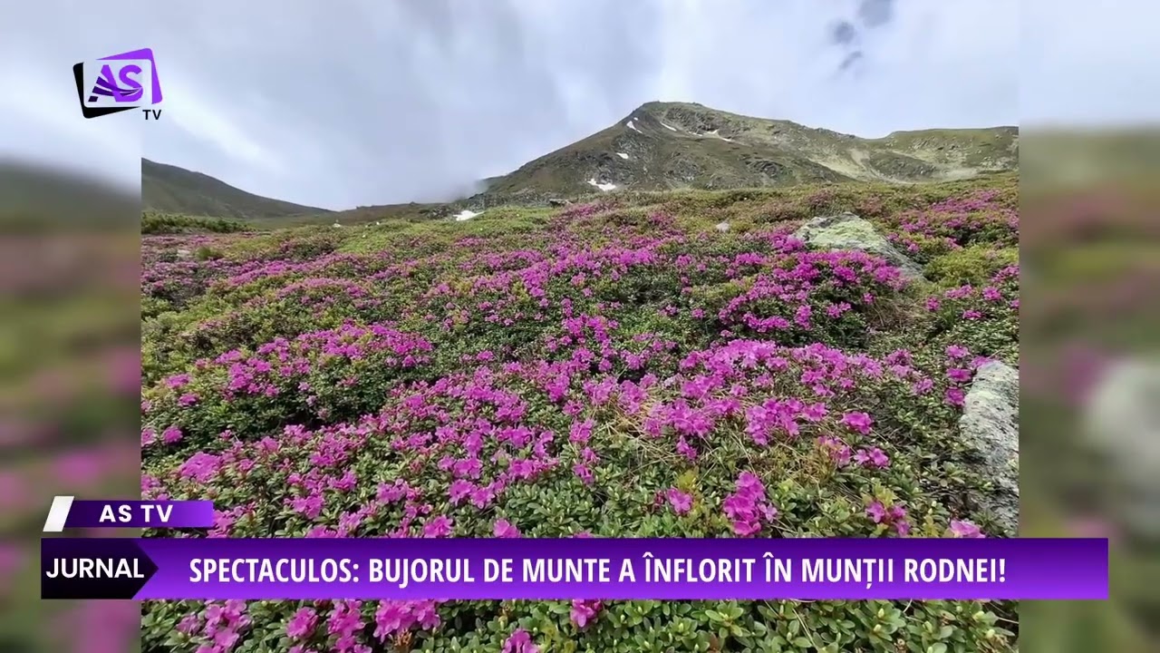 Spectaculos: bujorul de munte a înflorit în Munții Rodnei!