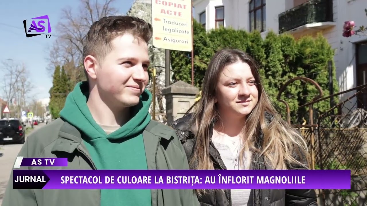 Spectacol de culoare la Bistrița: au înflorit magnoliile